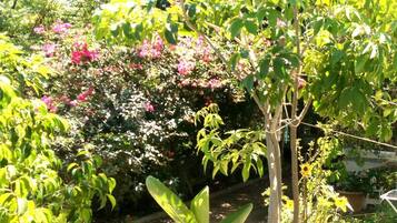 A garden with various plants and trees, including a prominent tree in the foreground.