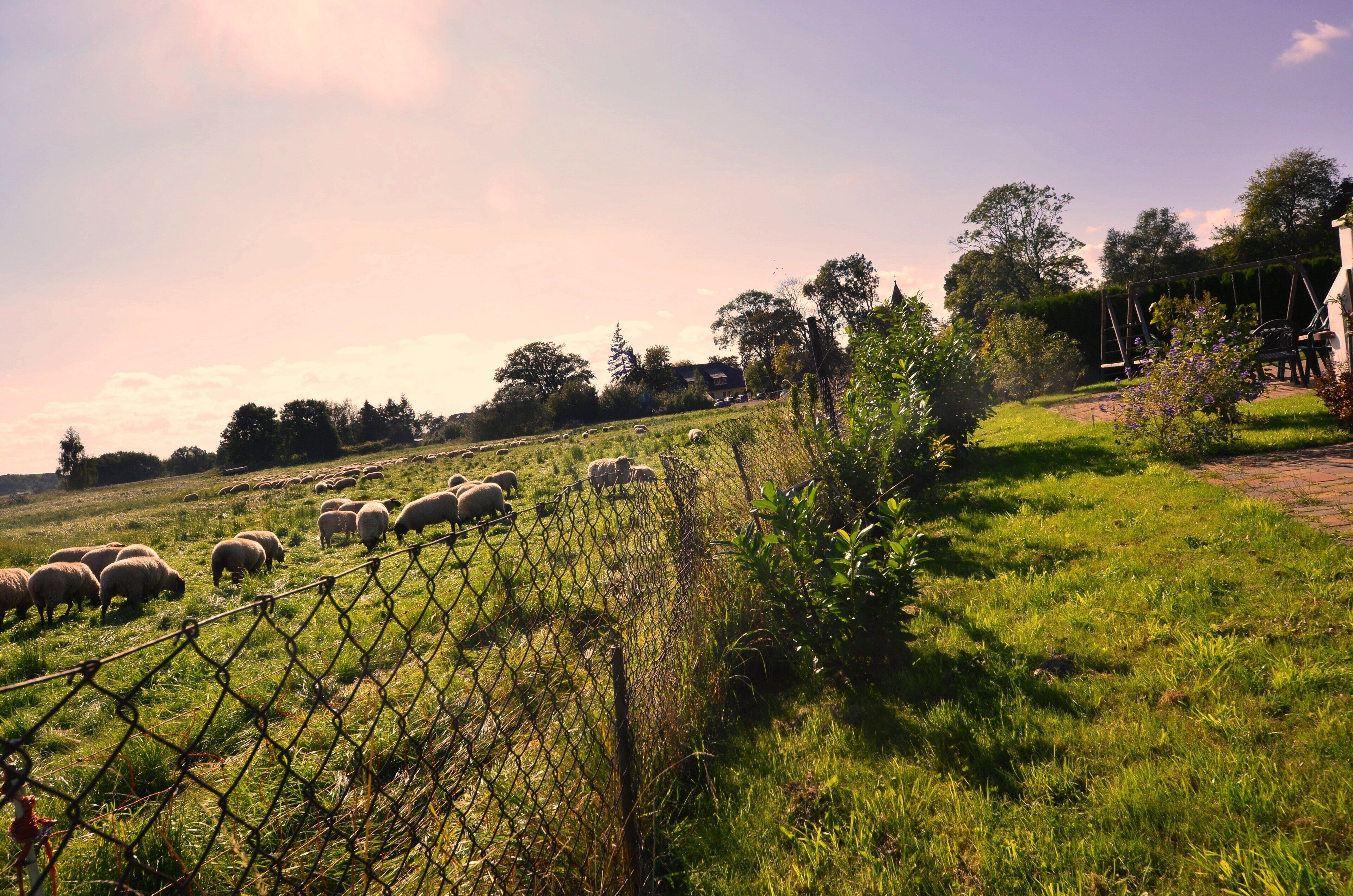 A fenced field with grazing sheep and a swing set in the background.