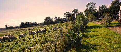 A fenced field with grazing sheep and a swing set in the background.