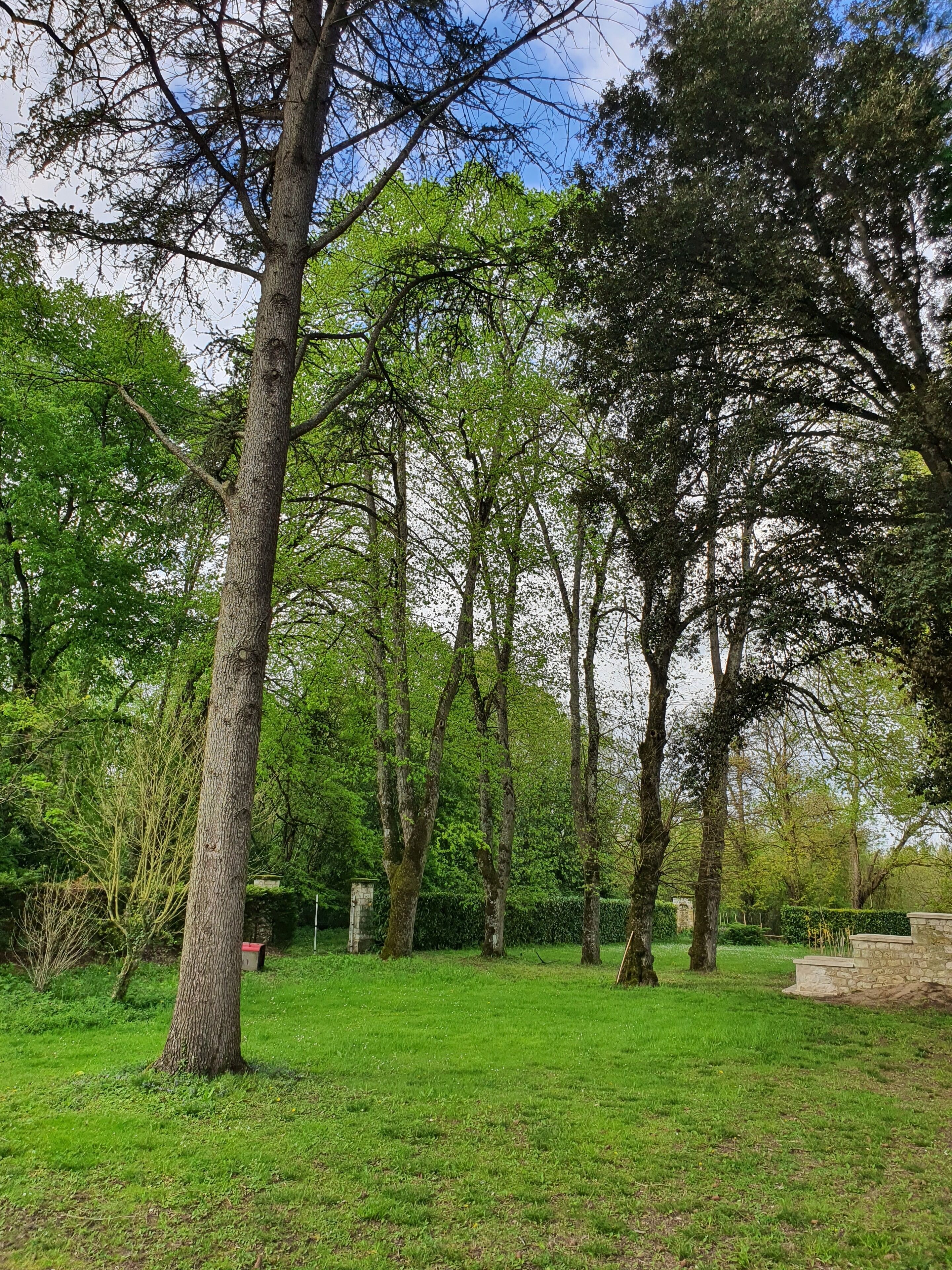A park with tall trees and a well-maintained lawn.