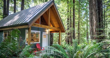 Secluded Cabin in Redwood Forest