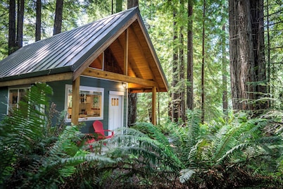 Secluded Cabin in Redwood Forest