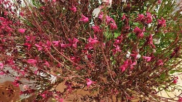 Jardín