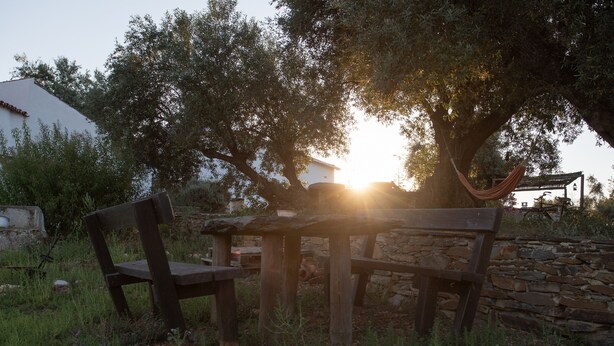 Eine Holzbank und ein Tisch unter einem Olivenbaum, im Hintergrund geht die Sonne unter.