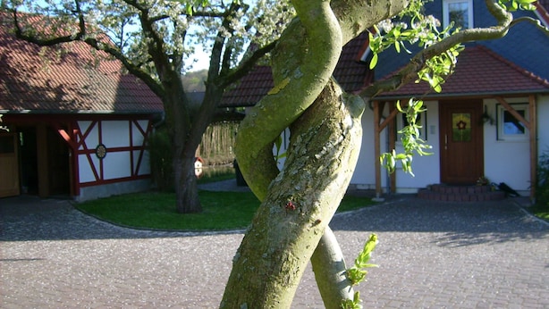 A tree with a twisted trunk in front of a traditional house with a red-tiled roof. - Pure enjoyment of nature on the Werra Valley Cycle Path (Ebenshausen)