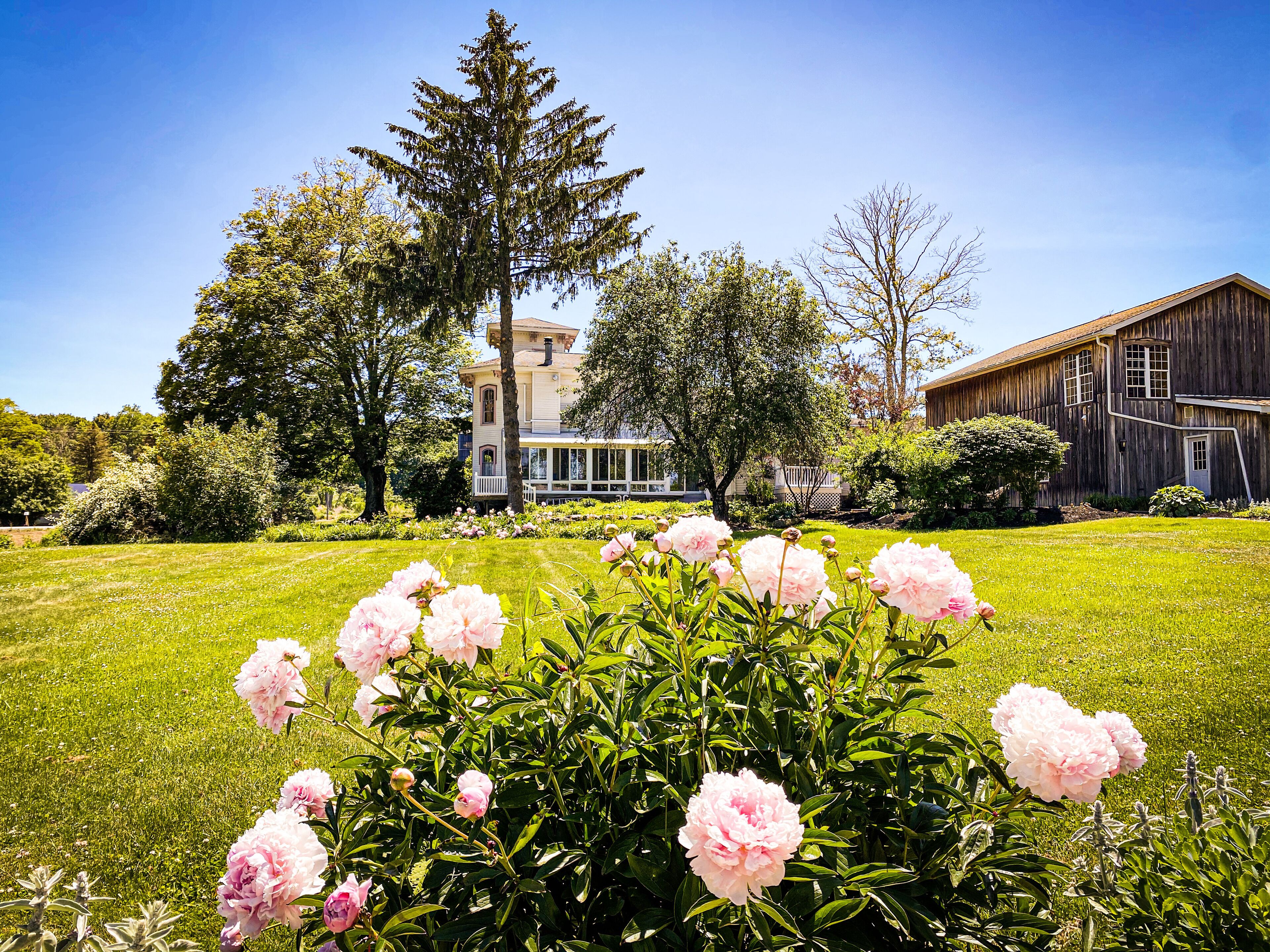 Garden view