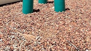 Trois vases verts sont posés sur un sol de gravier, avec une clôture blanche et un palmier en arrière-plan.