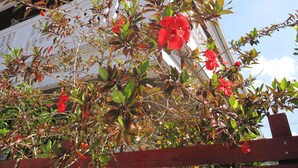 A building with a white exterior and a red fence in front. - Hibisu yabu (Nago)