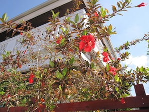 Garden - Hibisu yabu (Nago)