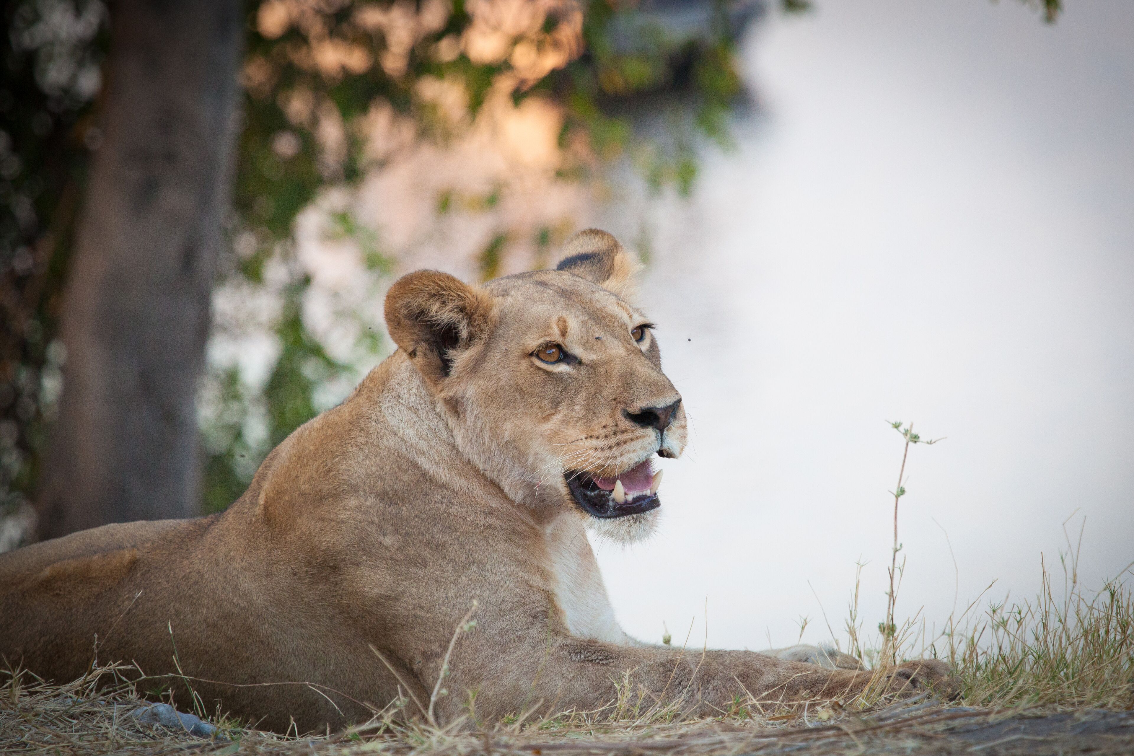 Game viewing