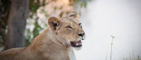 Game viewing