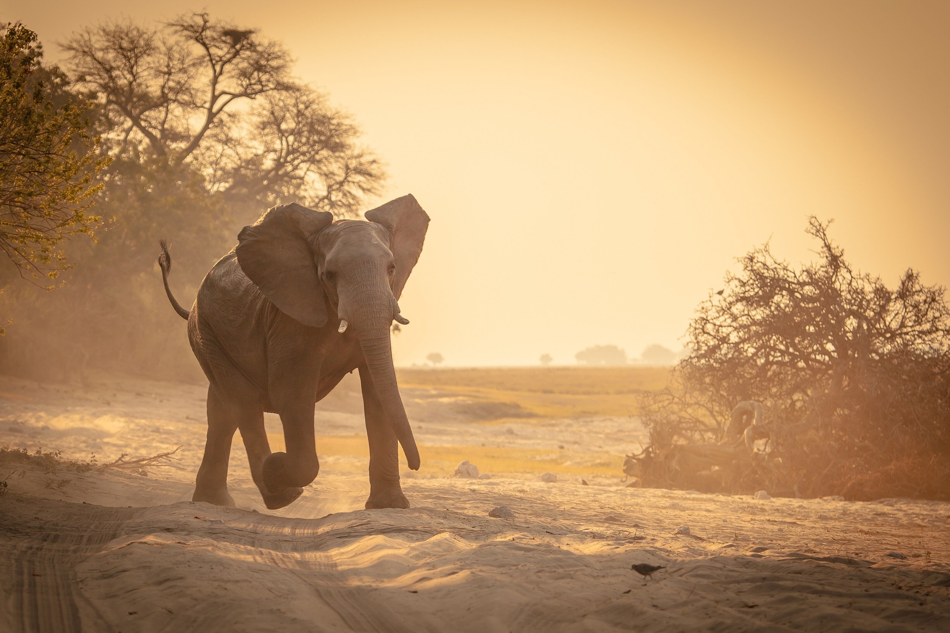 Game viewing