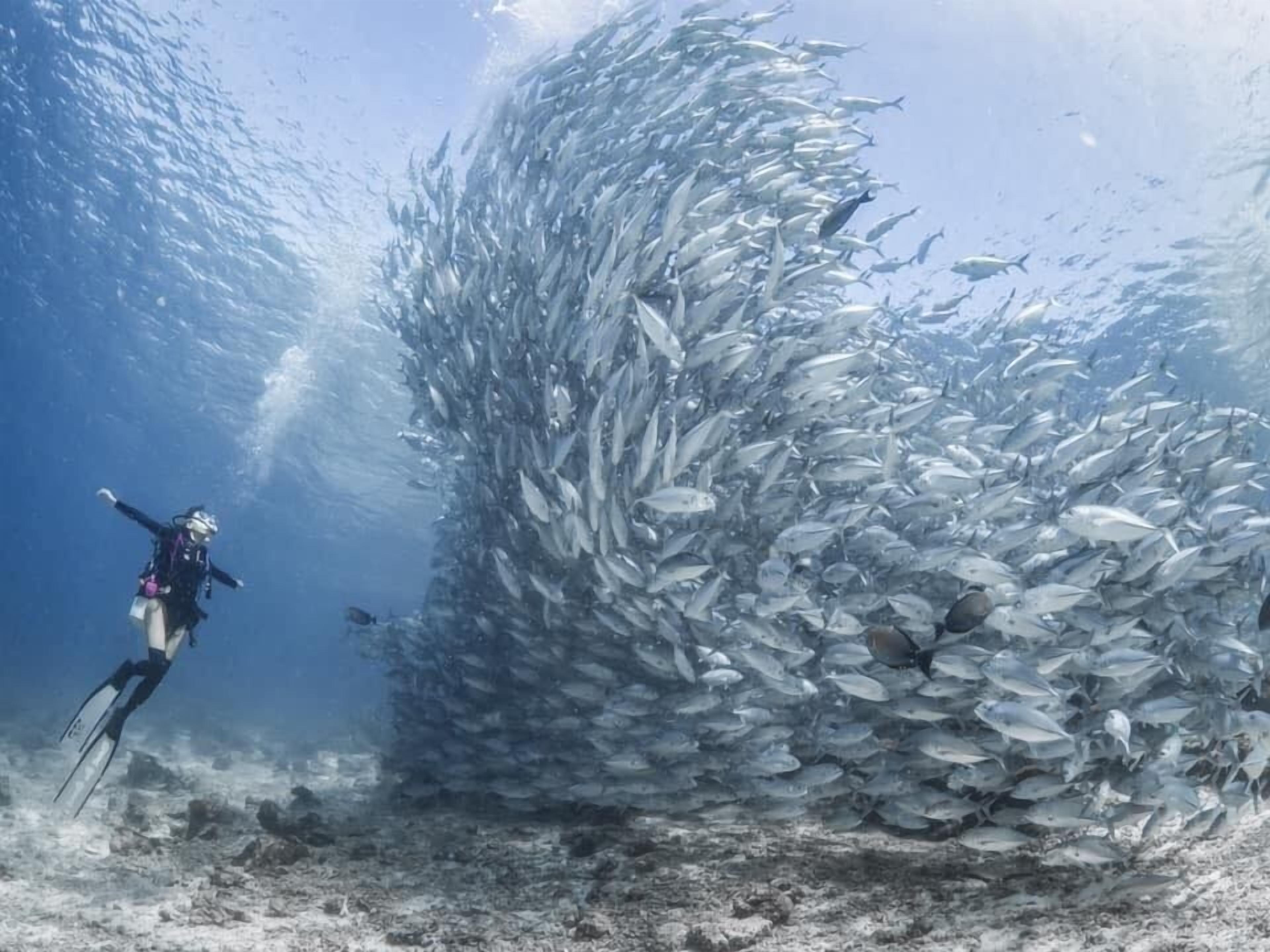 Un submergit envoltat d'un gran banc de peixos en aigües blaves i cristal·lines.