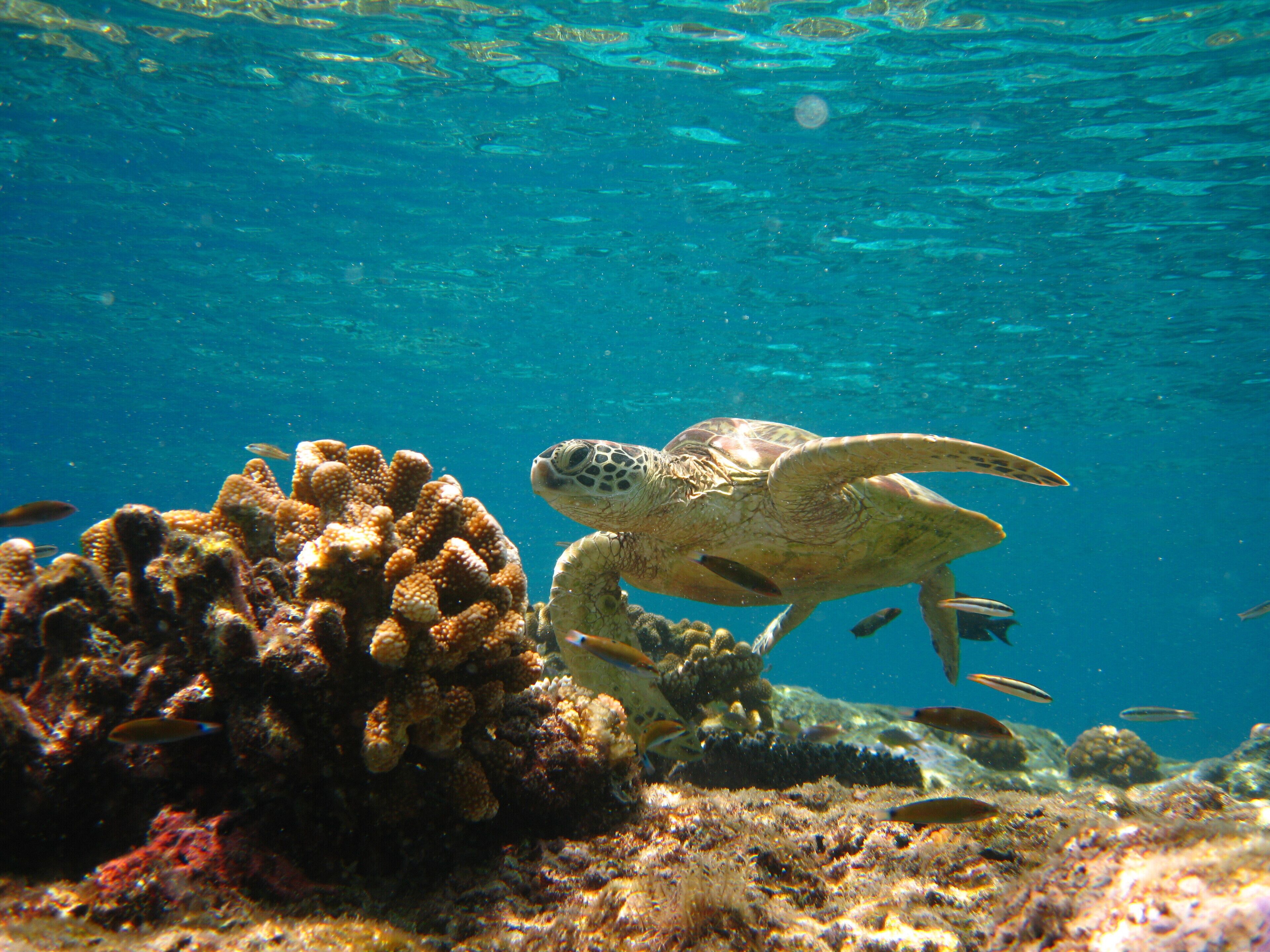 A sea turtle swimming near a coral reef.