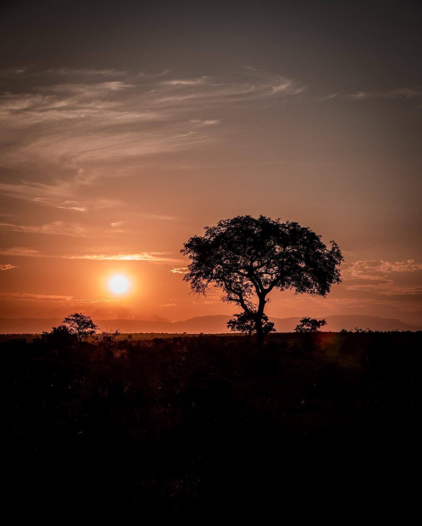 A tree silhouette against a sunset sky.