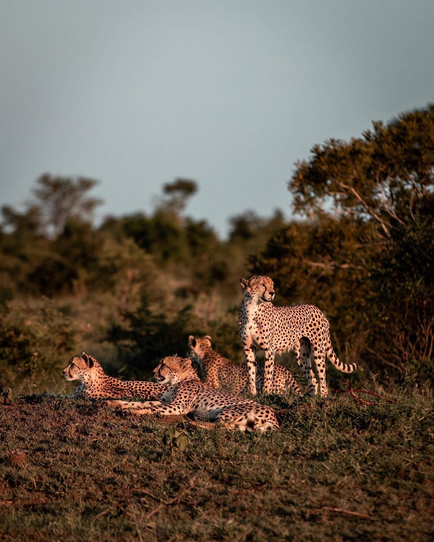 A cheetah resting on the ground with another standing nearby in a natural setting.