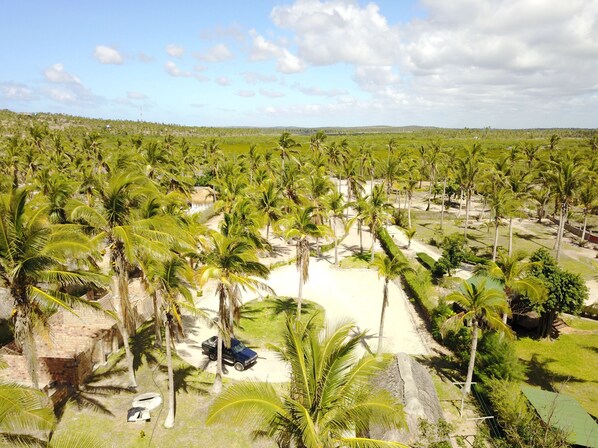 A large area with numerous palm trees, a paved path, and a few vehicles.