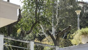 Degraus de pedra ao ar livre levam a um edifício, rodeado por árvores e vegetação.