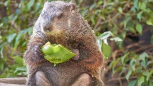 A groundhog eating a green leaf.