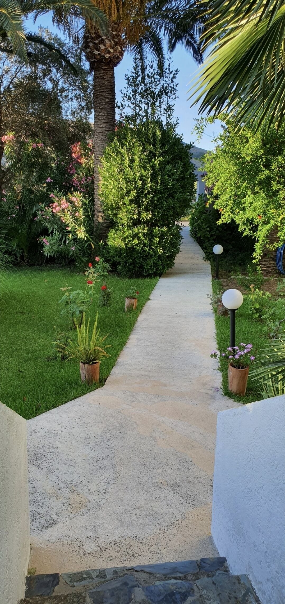 Een tuinpad met een betonnen looppad, omringd door weelderige begroeiing en bloeiende planten.