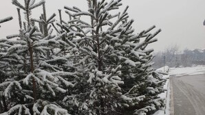 A snow-covered road with trees on the side. - Royal Bansko Aparthotel - 1 Bed Sleeps 4 (Bansko)