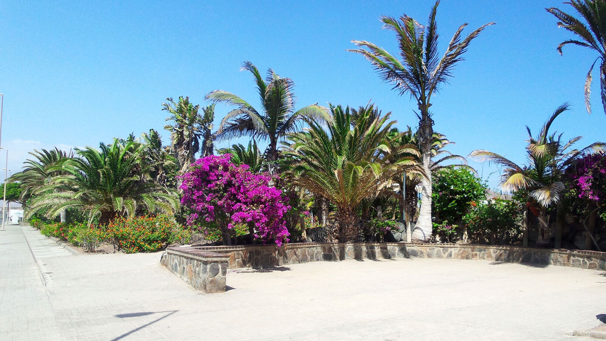A paved walkway lined with palm trees and bougainvillea flowers.