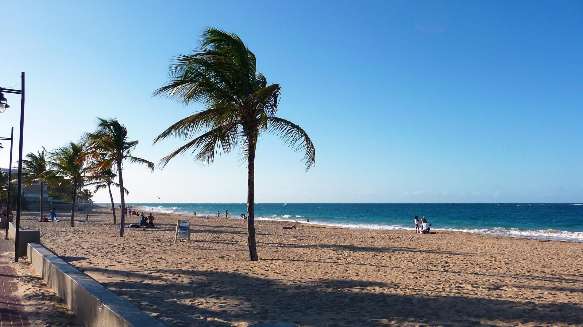 A beach with palm trees, a clear sky, and the ocean.