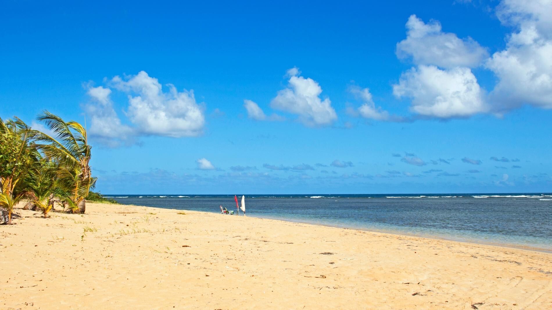 A beach with palm trees, a clear sky, and a calm sea.