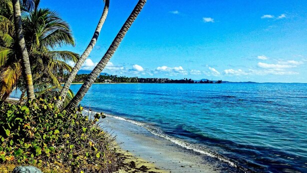 Una playa con palmeras y agua azul cristalina.