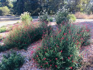 Un jardín con flores rojas y blancas, rodeado de árboles.