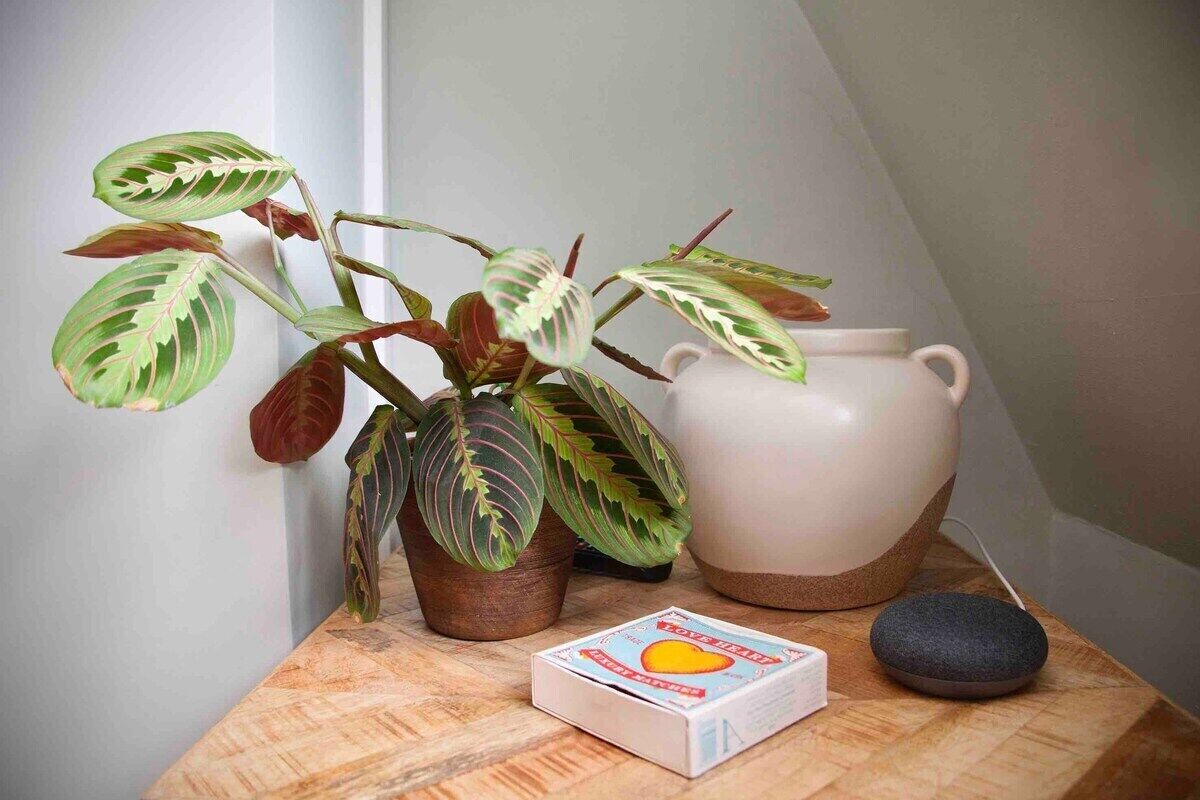 Una mesa de madera con una planta en maceta, una maceta de cerámica blanca, una piedra pequeña y un caja de pañuelos.