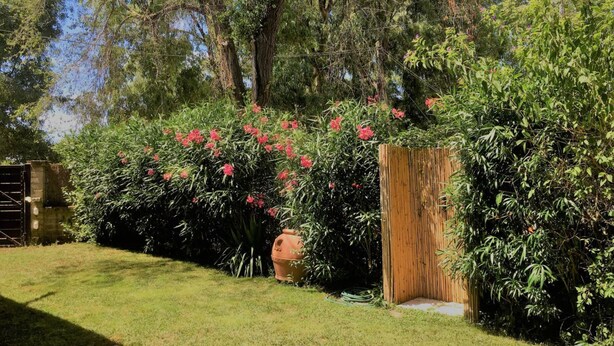 A well-maintained garden with a variety of plants and a wooden fence.