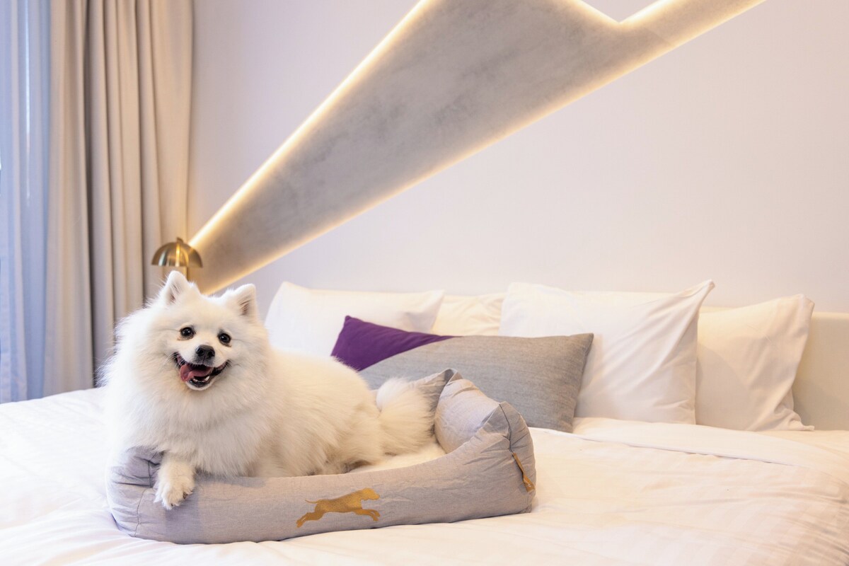 Un perro blanco sobre una cama con cabecera y almohadas de color claro.