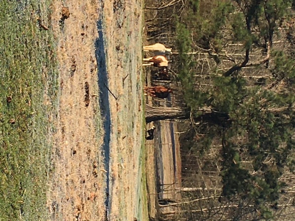 Unclassified image, 1 of 10, button