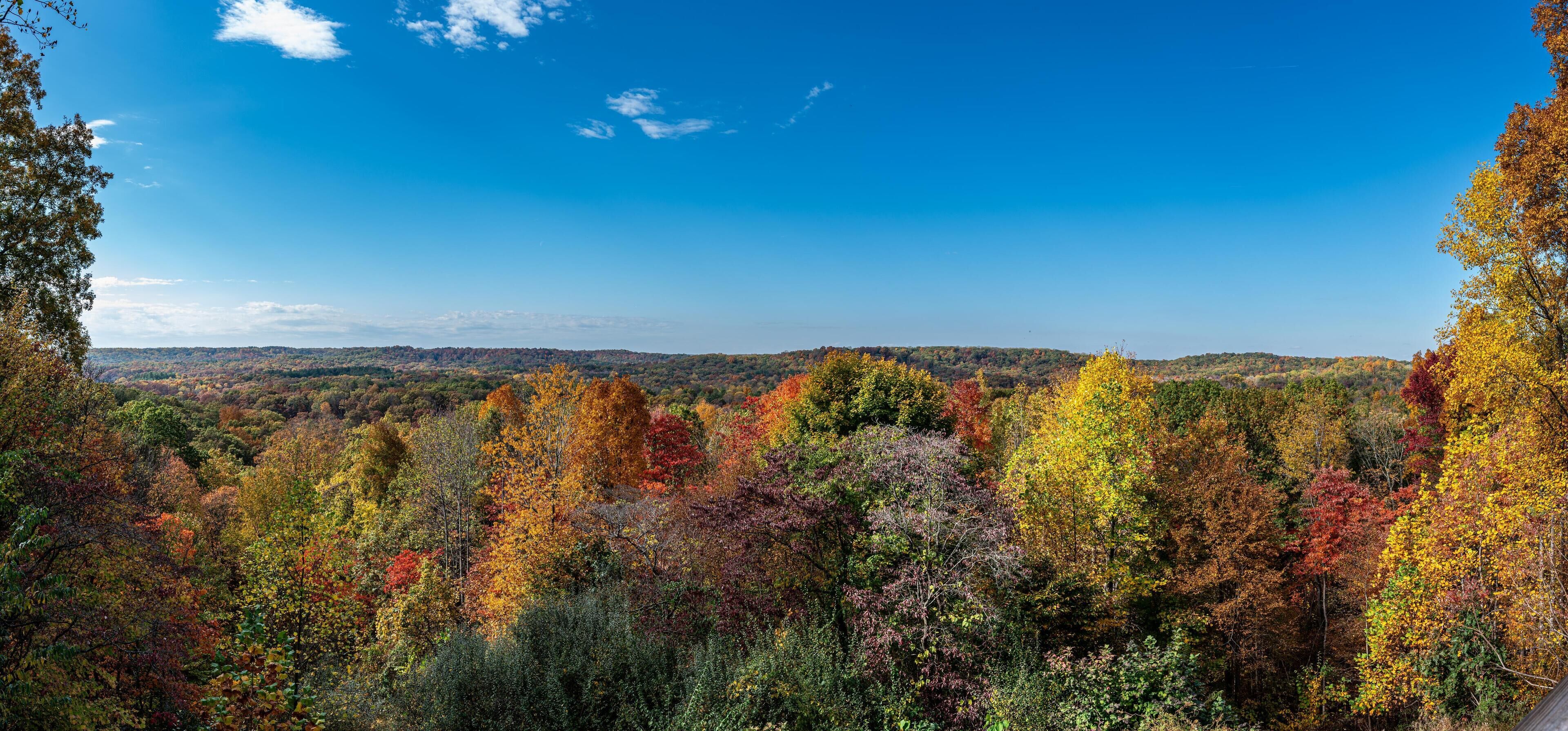 A panoramic view of a forested landscape with a clear blue sky.