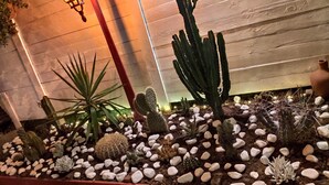 Jardín de cactus con diversas especies de cactus y suculentas, rodeado de guijarros blancos.