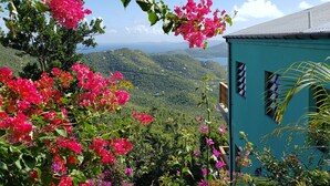A view of a lush garden with vibrant pink bougainvillea flowers and a teal building with multiple windows.