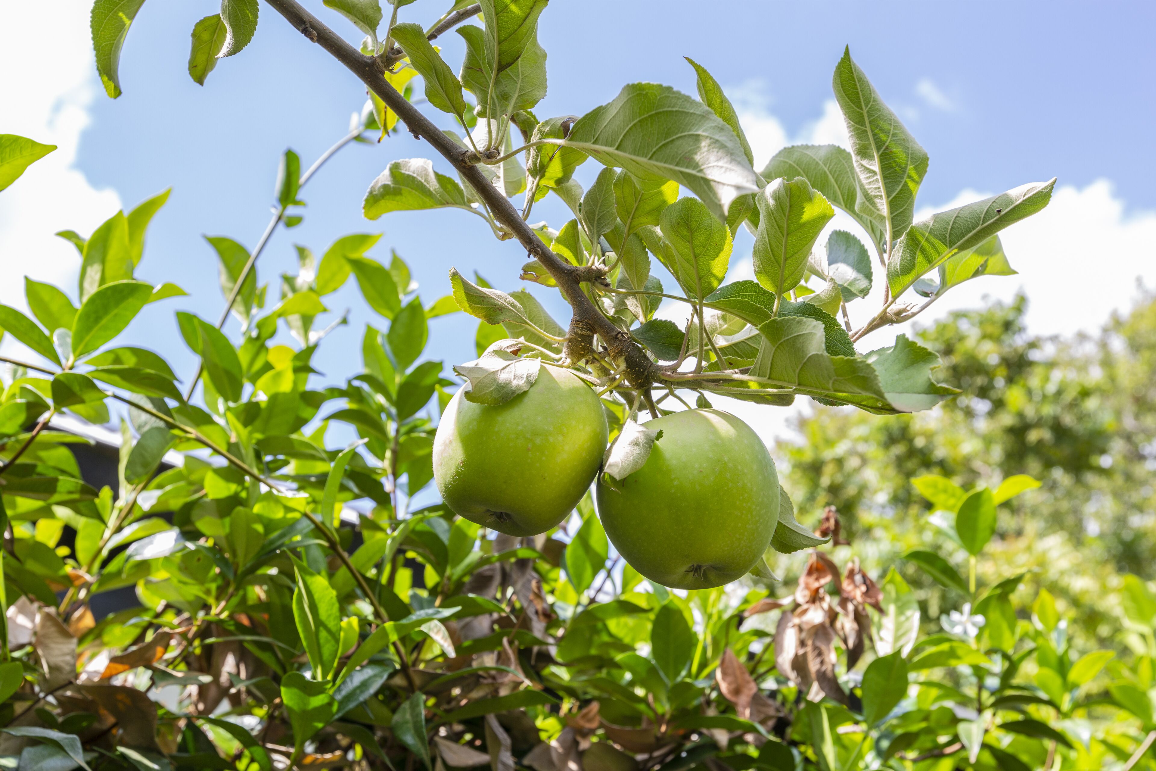 Architectural Luxury Home - Premier location in Hawthorn — image 23