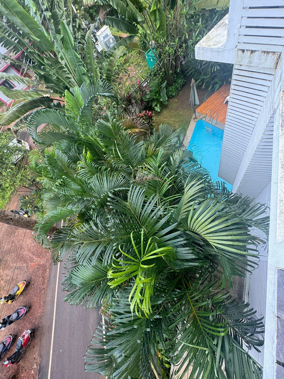 Un palmier verdoyant et luxuriant dans un jardin, avec une piscine et un bâtiment en arrière-plan.