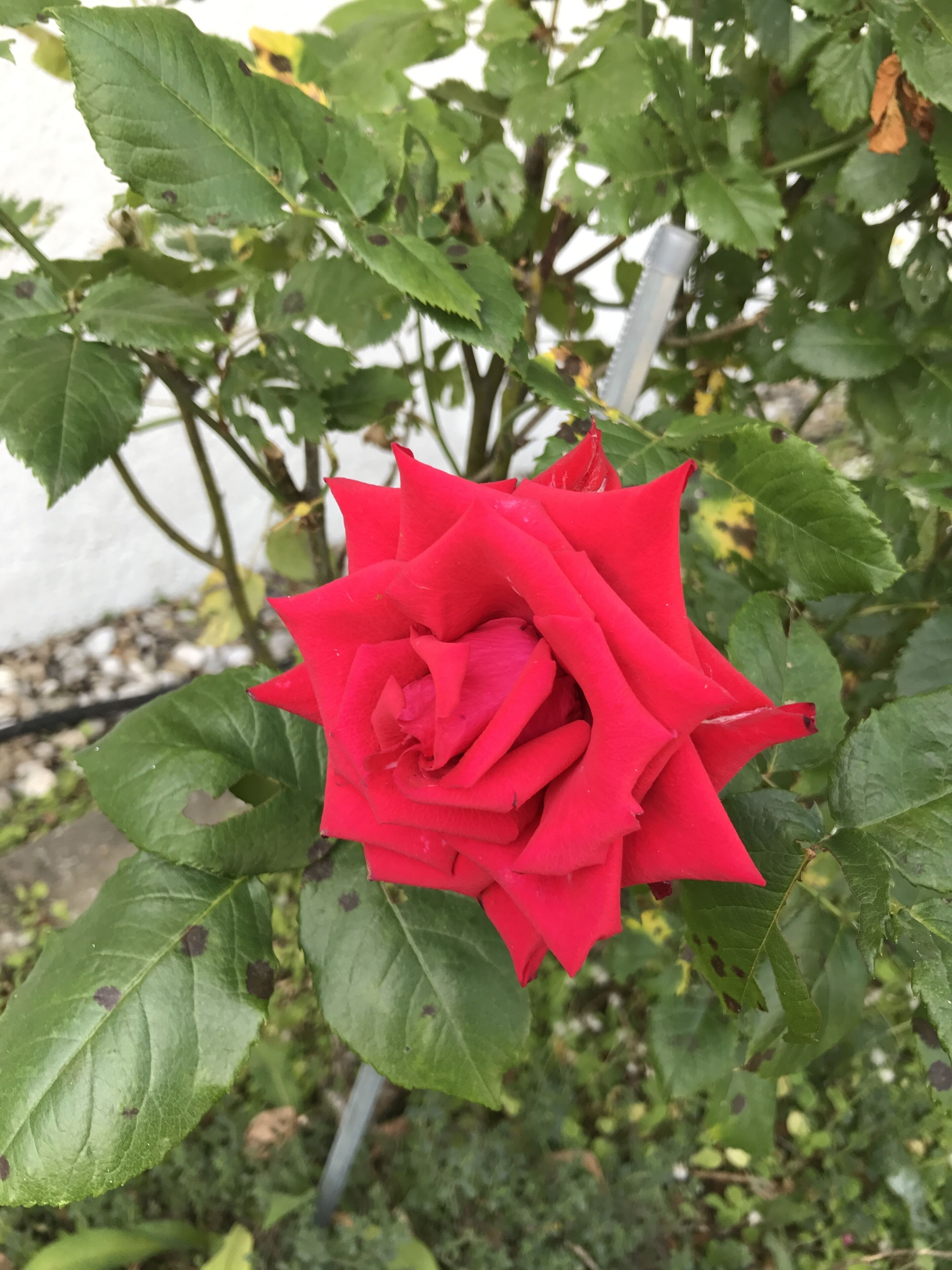 A red rose in full bloom, surrounded by green leaves and stems.