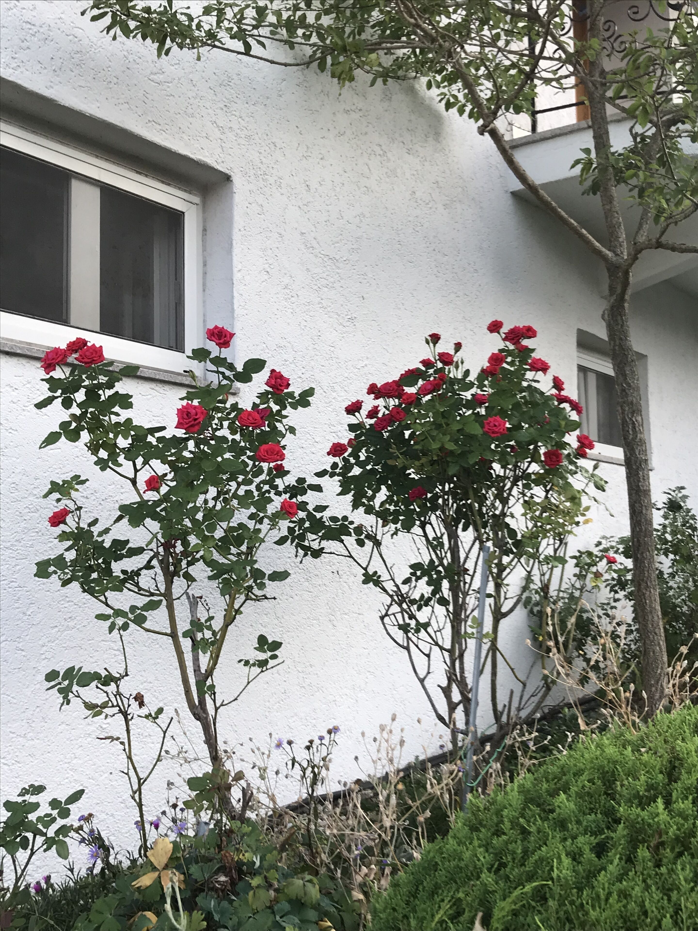 Um edifício branco com uma janela e uma árvore com flores vermelhas.