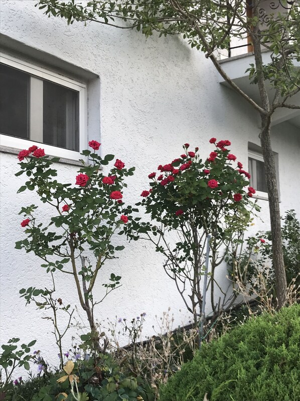 A white building with a window and a tree with red flowers.