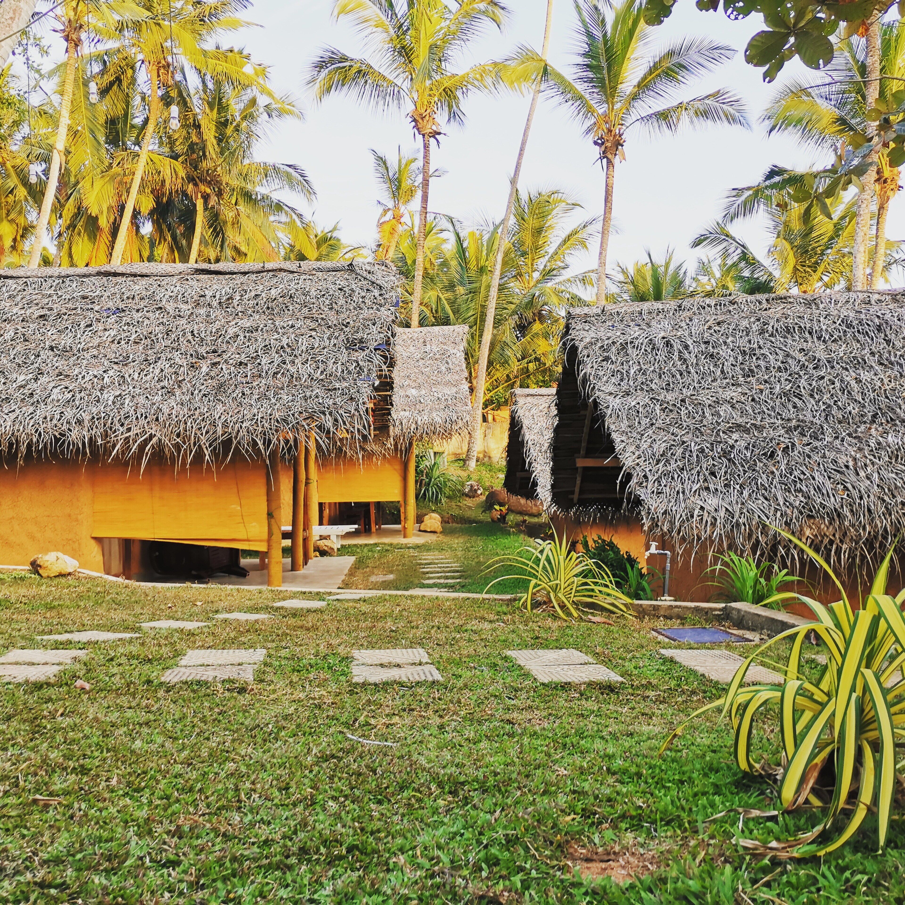 Thatched-roof huts with thatched roofs, surrounded by palm trees and a grassy area.