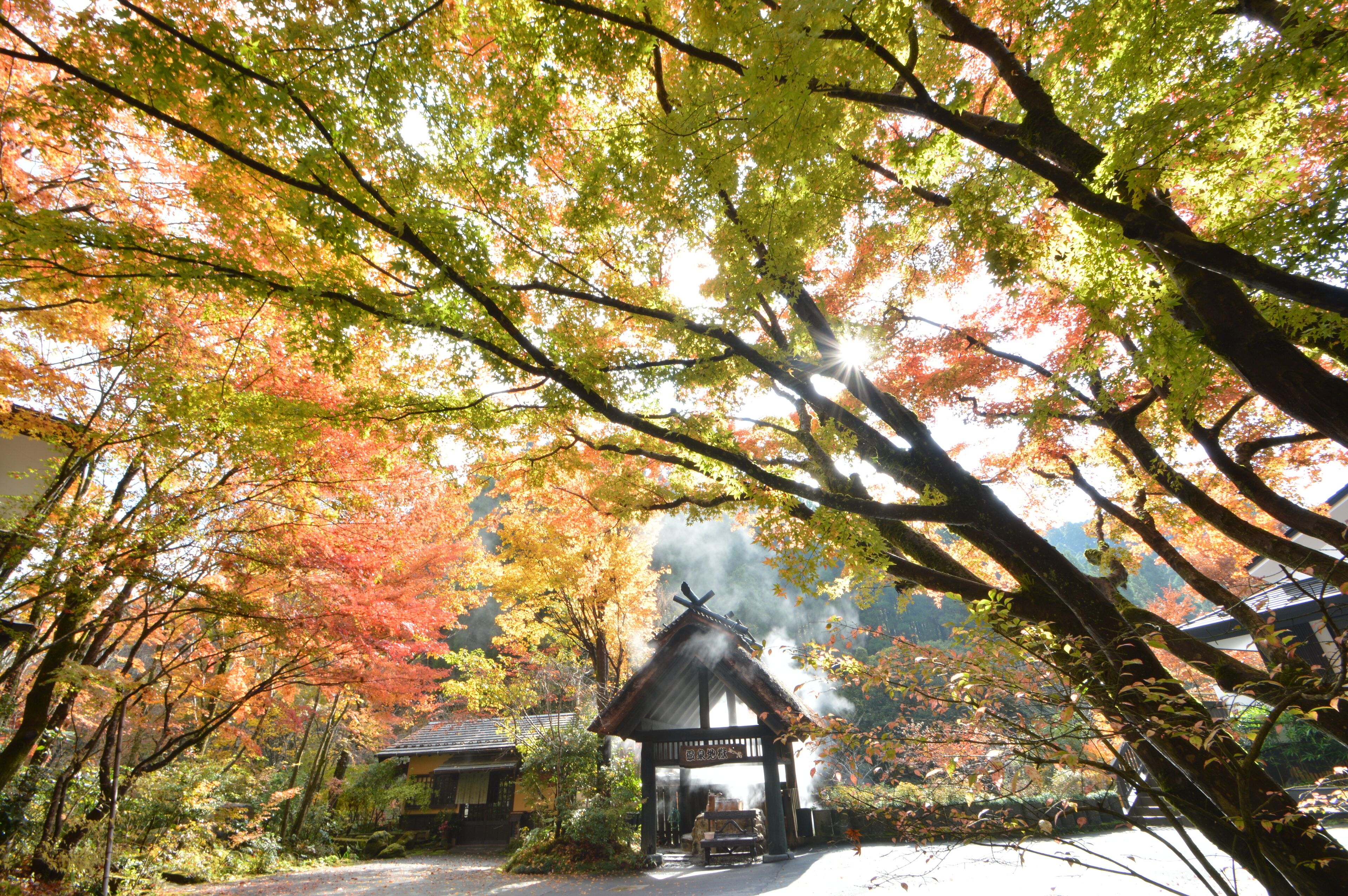 A traditional Japanese building with a tiled roof, surrounded by autumn foliage.