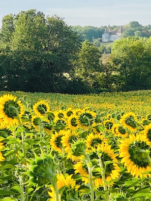 A field of sunflowers with a castle in the background.