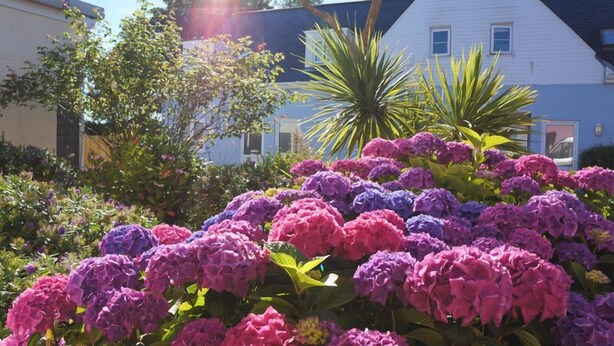 Un jardín con hortensias en tonos rosados y morados, una palmera y una casa con techo azul al fondo.
