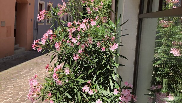 A narrow street with buildings on either side, a pink flowering plant in the foreground, and a church tower in the background. - Stadthaus Rosengasse (Meissen)