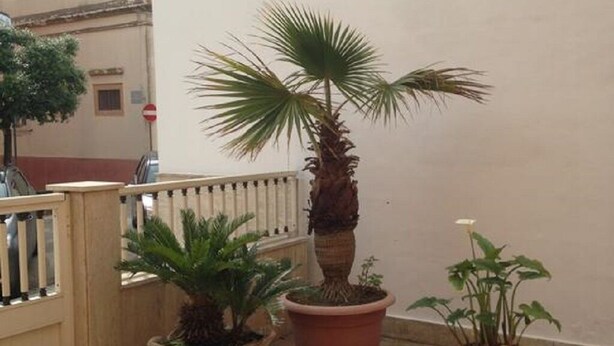 Un balcon agrémenté de plantes en pot, un mur blanc et un sol carrelé.