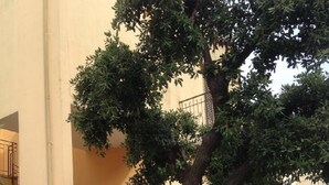 Un arbre se trouve devant un bâtiment, qui est doté d’une grille et d’une porte en métal.