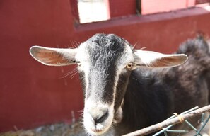 Interior detail - Two-Bedroom House with swimming pool view (Palestrina)